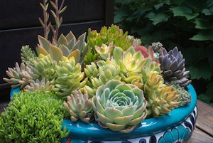 Potted Succulents