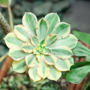 Does your succulent have yellow leaves?