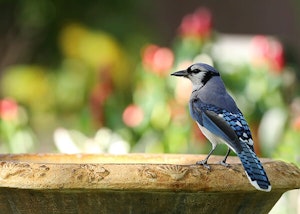 Bird Bath