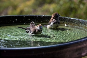 Birds Bathing