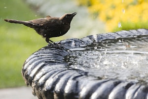 Bird with Fountain