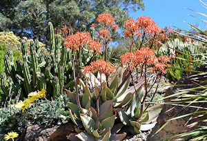 Coral Aloe