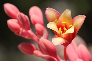 Coral Glow Texas Yucca