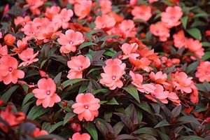 Coral Pink Sunpatiens