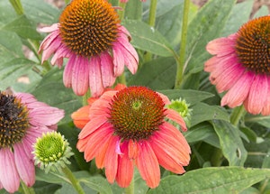 Sombrero Hot Coral Coneflower