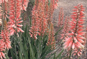 Safari Rose Aloe