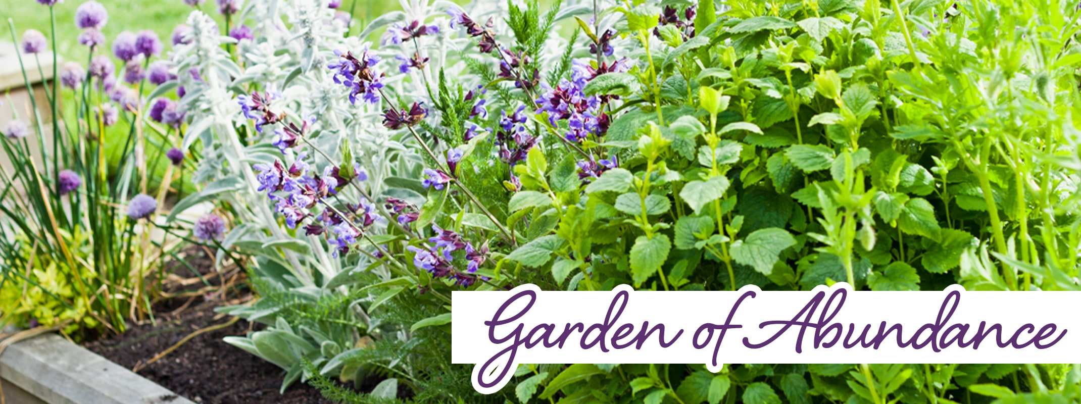 garden of abundance salvia, chives, catmint and lavender