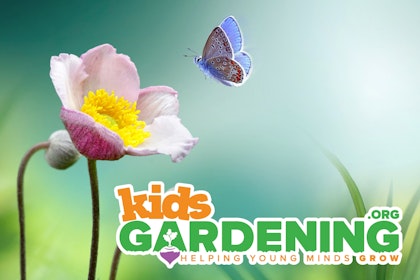kidsgardening.org helping young minds grow butterfly garden with buttefly flying towards pink flower