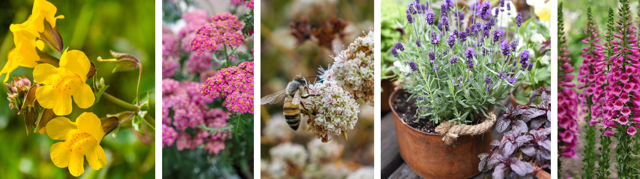 pollinator friendly plants mimulus, yarrow, buckwheat, lavender, foxglove