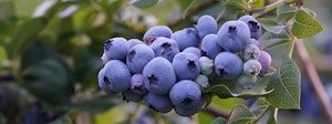 ripe blueberries on shrub