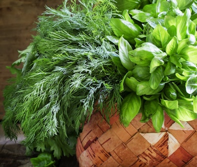 assorted herbs dill, basil and cilantro