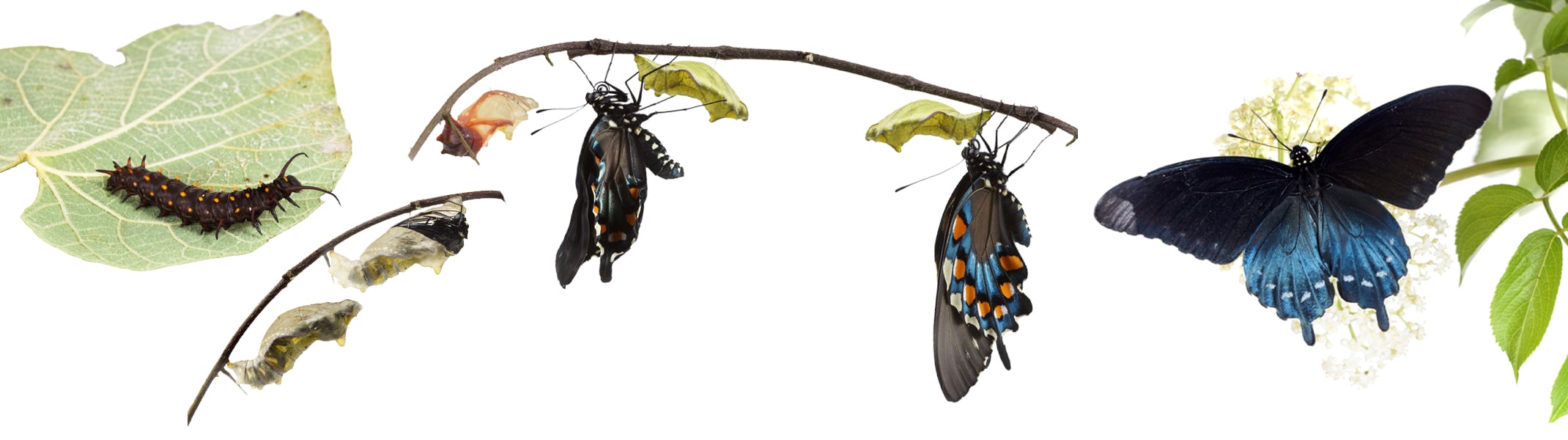 stages of the pipevine butterfly