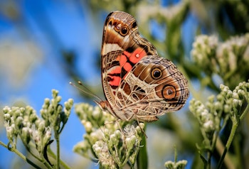 panted lady butterfly sitting on plant