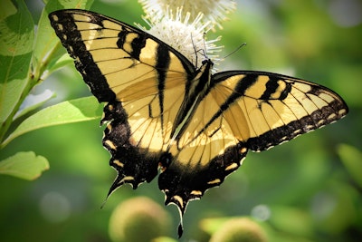 western tiger swallowtail butterfly