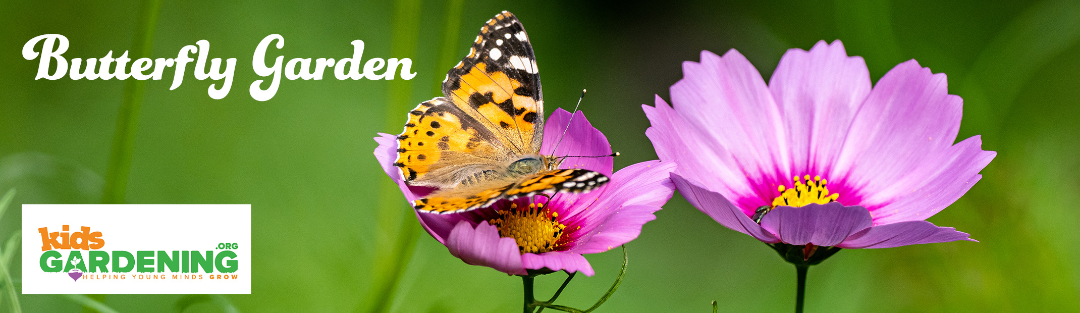 Butterfly Garden - A Painted Lady Butterfly on cosmos flowers with kidsgardening.org logo.
