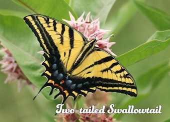Two-Tailed Swallowtail Butterfly on milkweed.