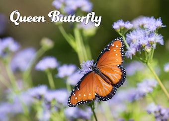 Queen Butterfly on Greggs Mistflowers.