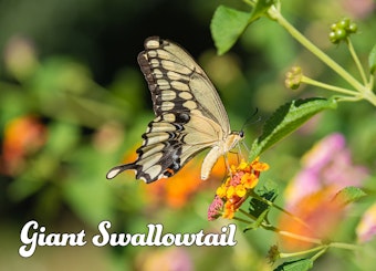 Giant Swallowtail Butterfly on lantana blooms.