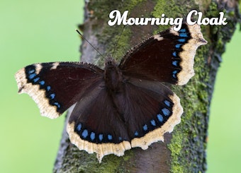 Mourning Cloak butterfly on a tree branch.