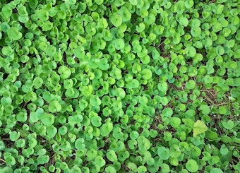 Dichondra repens groundcover - aka Kidney weed.