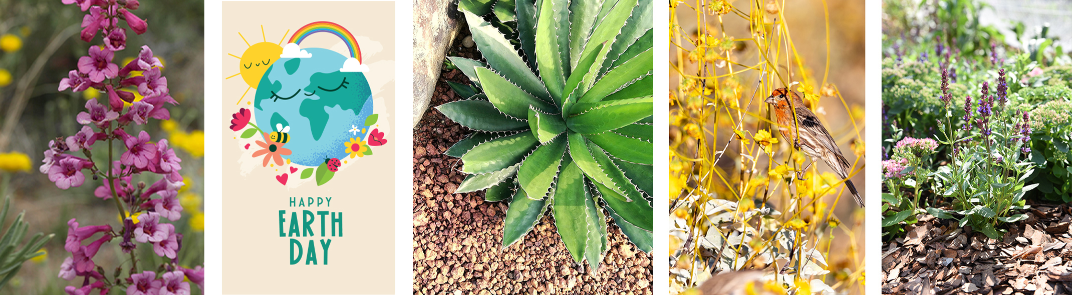 Parry's Penstemon, Happy Earth Day Graphic, Agaves with rocks, Brittle Bush with Bird, and Lavender with Mulch.