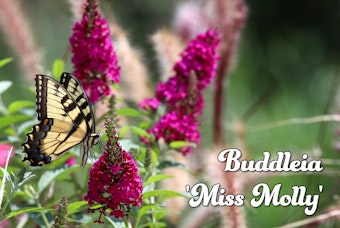 Buddleia 'Miss Molly' Butterfly Bush with Butterfly on it.