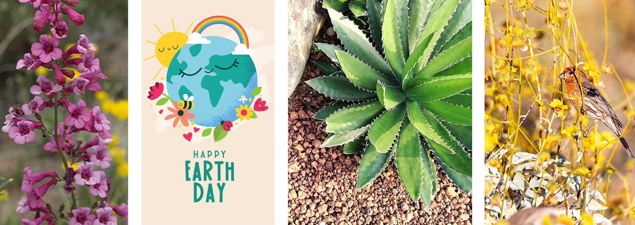 Parry's Penstemon, Happy Earth Day drawing, Agaves with rocks, and Brittle Bush with Bird.