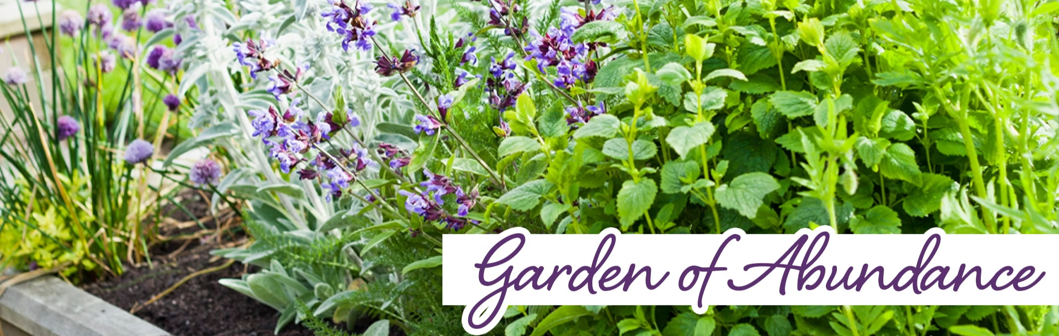 garden of abundance salvia, chives, catmint and lavender