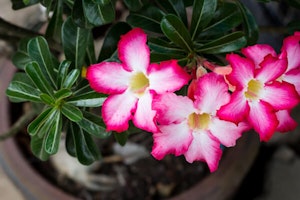 Adenium Branch