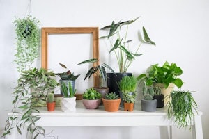 houseplants on a table