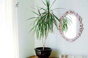 Dracaena