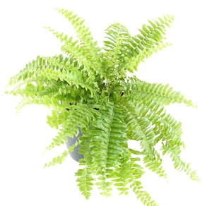 Kimberly Queen Fern