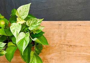 Golden Pothos