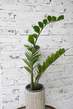 zamioculcas zamiifolis or “zz” plant