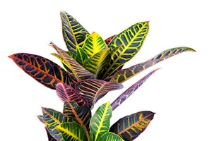 Croton