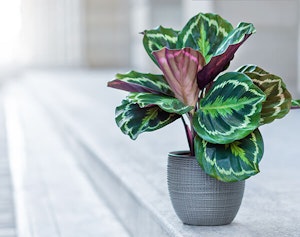 calathea