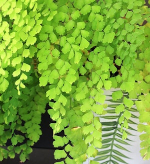 maidenhair fern