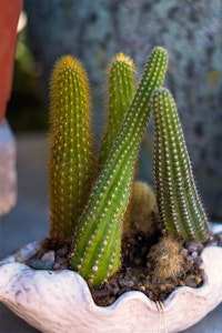 rat tail cactus summerwinds arizona