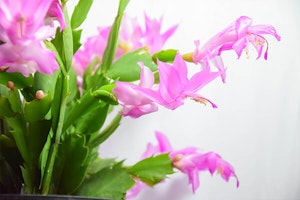 christmas cactus summerwinds arizona