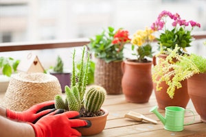 caring for cacti with gloves summerwinds arizona