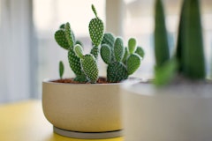 Bunny Ears Cactus