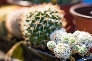 ladyfinger cactus summerwinds arizona