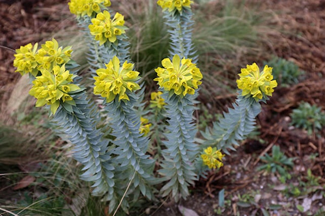 gopher plant summerwinds arizona