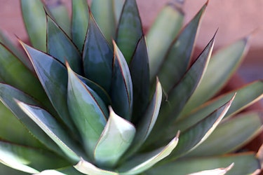 blue glow agave summerwinds arizona