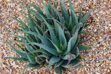 blue elf aloe summerwinds arizona