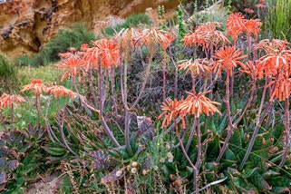 blue elf aloe summerwinds arizona