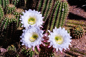 argentine giant summerwinds arizona