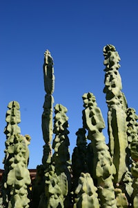 totem pole cactus summerwinds arizona
