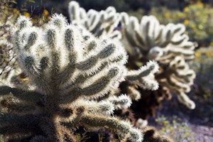 teddy bear cactus summerwinds arizona