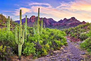 saguaros cactus summerwinds arizona